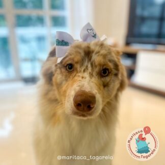 Como usar lacinhos no bico de pato no seu Pet