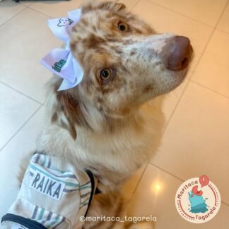 Lacinho Pet Personalizado